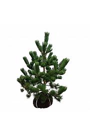 Pinus nigra Oregon Green bala 80-100 cm extra