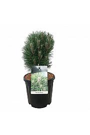 Pinus nigra Richard C15 Lit. 30-40 cm