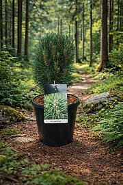 Pinus nigra Richard C15 Lit. 30-40 cm