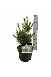 Pinus parviflora Negishi C4 Lit. 30-40 cm