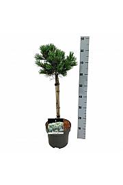 Pinus parviflora Negishi C5 Lit. Na steblu 40 cm