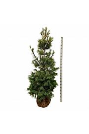 Pinus strobus bala 200-225 cm extra