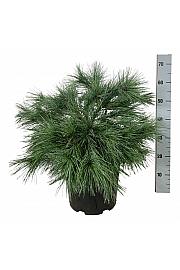 Pinus strobus Blue Shag C15 Lit. 50-60 cm