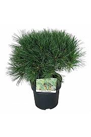 Pinus strobus Minima C4 Lit. 30-40 cm
