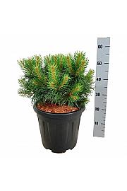 Pinus sylvestris Blue Pearl ® C15 Lit. 30-40 cm