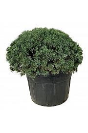 Pinus sylvestris Watereri C230 Lit. 100-125 cm; Krogla extra