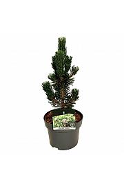 Pinus thunbergii Kotobuki C4 Lit. 30-40 cm