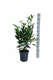 Prunus laurocerasus Caucasica C7 Lit. 60-80 cm