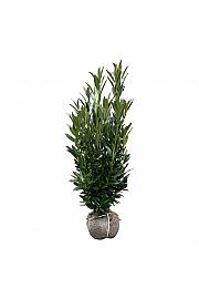 Prunus laurocerasus Renault Ace ® bala 100-125 cm