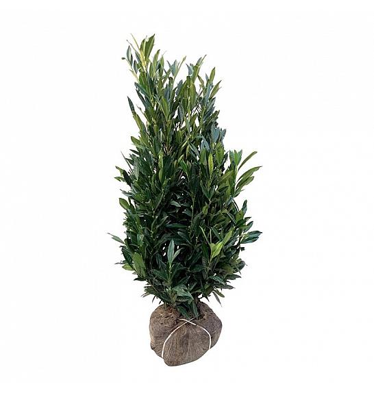 Prunus laurocerasus Renault Ace ® bala 125-150 cm