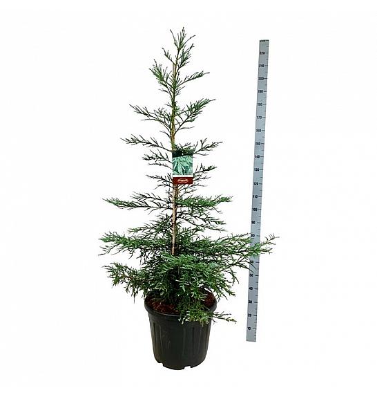 Sequoia sempervirens Steel Blue C55 Lit. 150-175 cm extra
