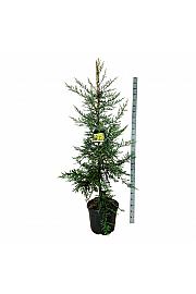 Sequoia sempervirens Adpressa C55 Lit. 175-200 cm extra