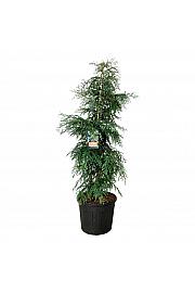 Sequoia sempervirens Winter Blue C90 Lit. 200-225 cm extra