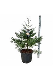 Sequoiadendron giganteum Healthy Mammoth One C55 Lit. 80-100 cm extra