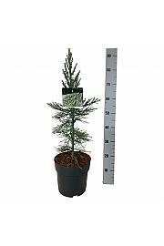 Sequoiadendron giganteum Glaucum C7 Lit. 50-60 cm