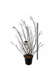 Stachyurus praecox C55 Lit. 175-200 cm extra