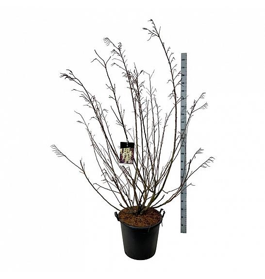 Stachyurus praecox C55 Lit. 175-200 cm extra