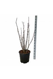 Staphylea colchica C30 Lit. 100-125 cm extra
