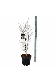 Stewartia pseudocamellia C30 Lit. 100-125 cm extra