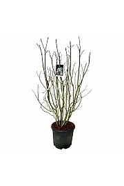 Syringa vulgaris Beauty of Moscow C55 Lit. 150-175 cm extra