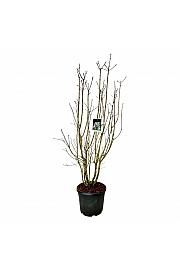 Syringa vulgaris Beauty of Moscow C55 Lit. 175-200 cm extra
