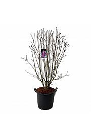 Syringa vulgaris Charles Joly C55 Lit. 125-150 cm extra
