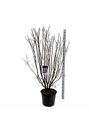 Syringa vulgaris Charles Joly C55 Lit. 150-175 cm extra
