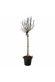 Syringa vulgaris Charles Joly C55 Lit. Na steblu 120 cm extra