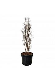 Taxodium distichum Lindseys Skyward C55 Lit. 100-125 cm extra