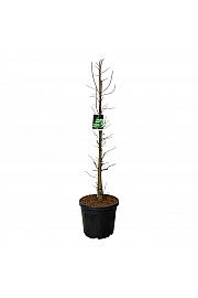 Taxodium distichum Pevé Minaret C55 Lit. 150-175 cm extra