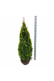 Thuja occidentalis Golden Smaragd PBR bala 120-140 cm extra