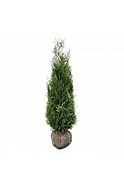 Thuja plicata Atrovirens bala 140-160 cm