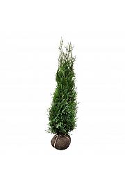 Thuja plicata Atrovirens bala 160-180 cm