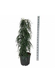 Tsuga canadensis Coles Prostrate C30 Lit. 125-150 cm extra