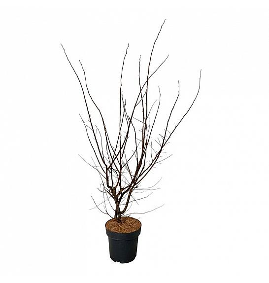 Ulmus minor suberosa C15 Lit. 100-125 cm