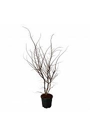Ulmus minor suberosa C30 Lit. 150-175 cm extra