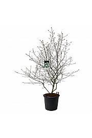 Viburnum burkwoodii C55 Lit. 150-175 cm  extra