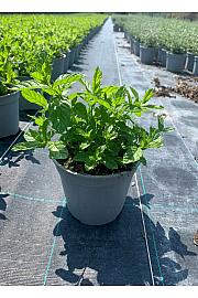 Mentha piperita Ø14