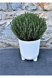 Dišavnice Ø14 mix Hippo pot