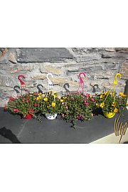 Portulaca Ø16 obešanka