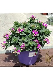Polygala myrtifolia BB Pink Ø14