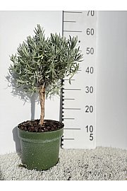Lavandula angustifolia Ø18 Na Steblu 20 cm
