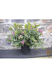 Polygala myrtifolia Ø18