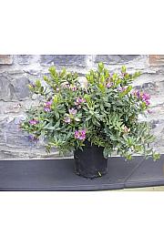 Polygala myrtifolia Ø18