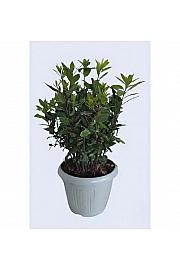 Laurus nobilis Ø25