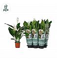Spathiphyllum Ø17