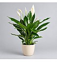 Spathiphyllum; Ø17 cm