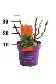 Sorbaria Matcha kuglice C3 lit. 30-50 cm