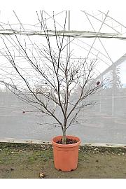 Acer palmatum Bloodgood  C25 Lit. 125-150 cm (ZEL)