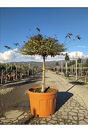 Acer Palmatum Little Princess C150 Lit. Na Steblu 100 cm; 10/12 cm; Krošnja 125/150 cm (ZEL)